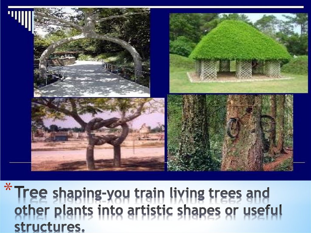 Tree shaping-you train living trees and other plants into artistic shapes or useful structures.