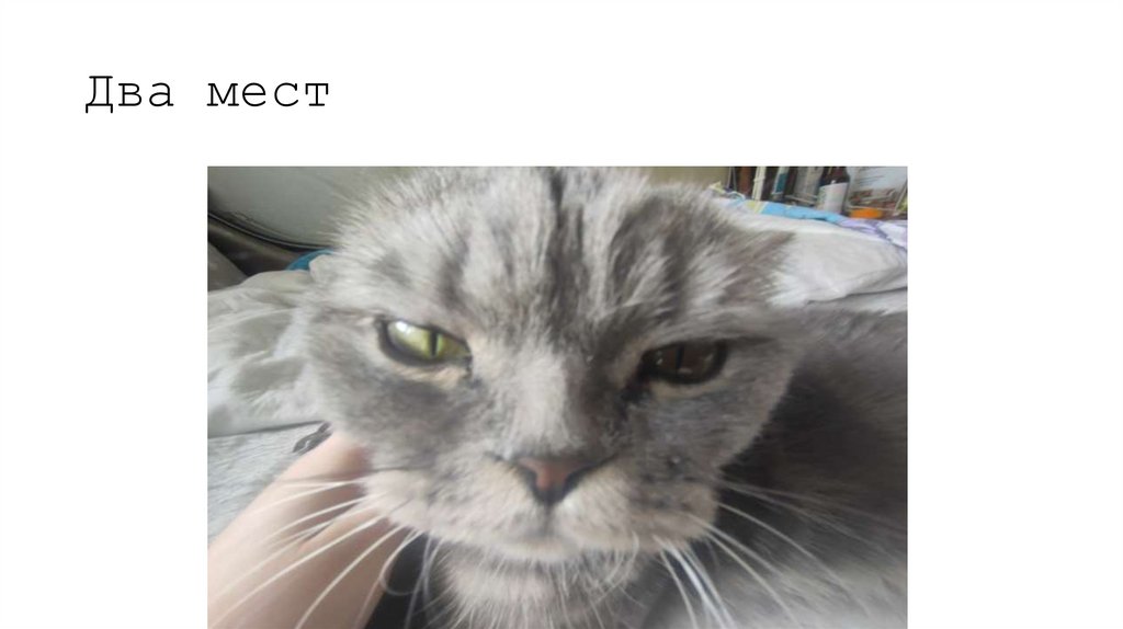 Два мест