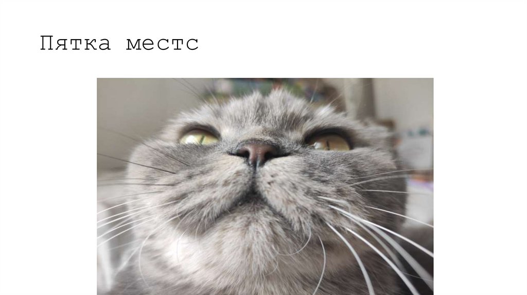 Пятка местс