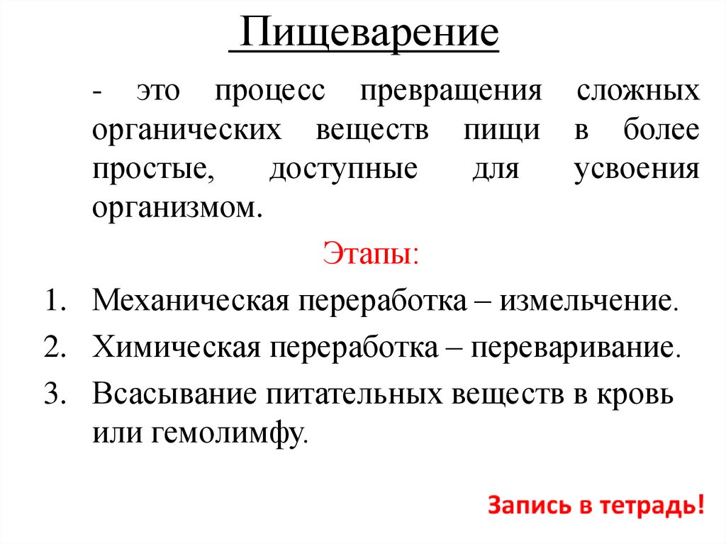 Пищеварение