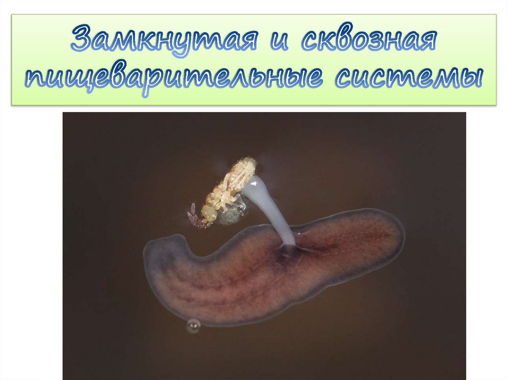 Замкнутая и сквозная пищеварительные системы