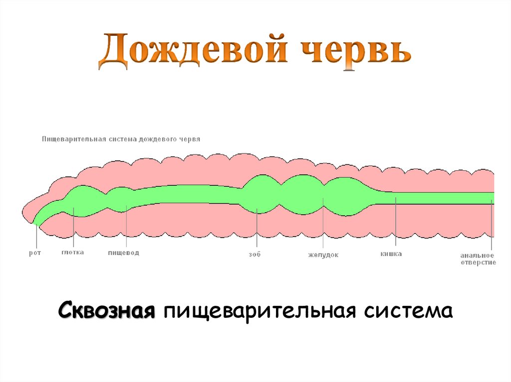 Дождевой червь