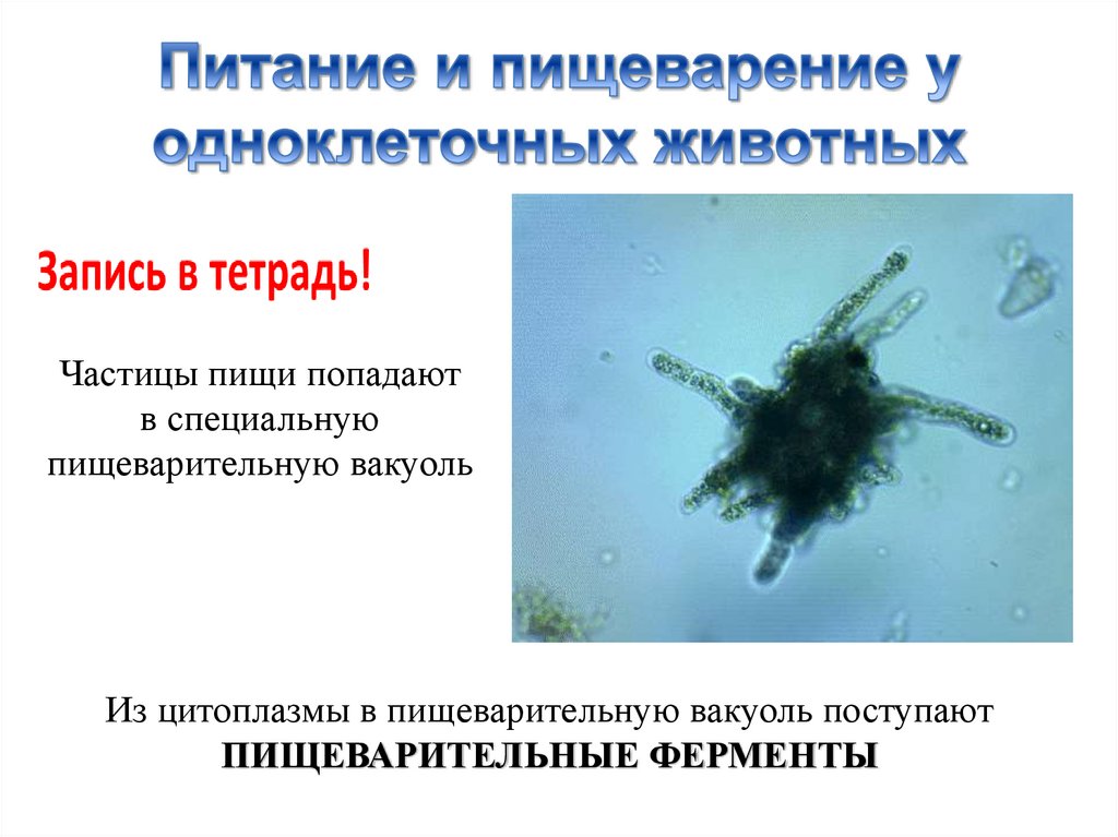 Питание и пищеварение у одноклеточных животных