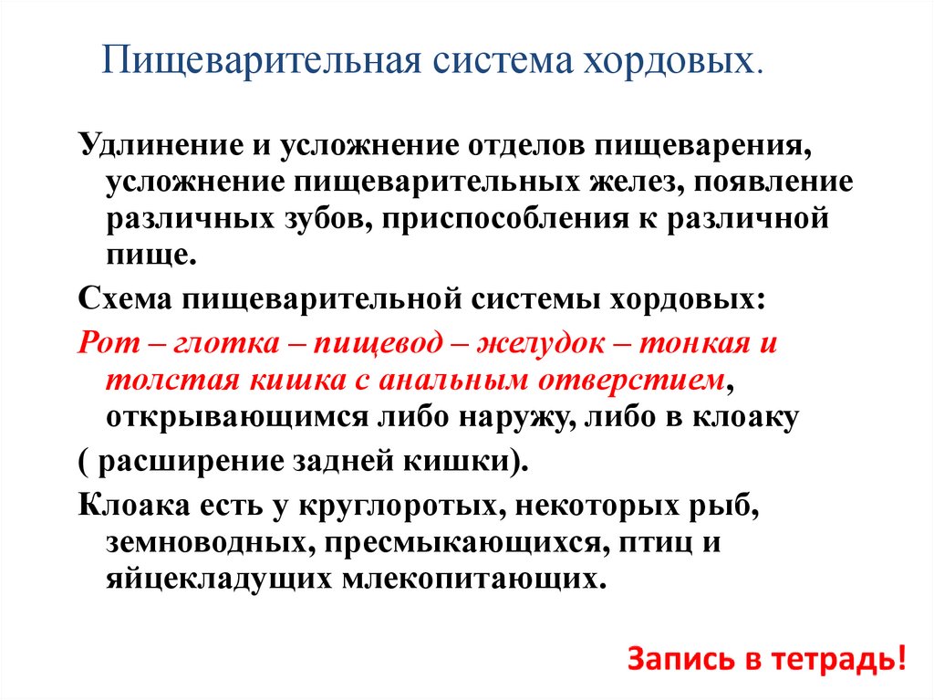 Пищеварительная система хордовых.