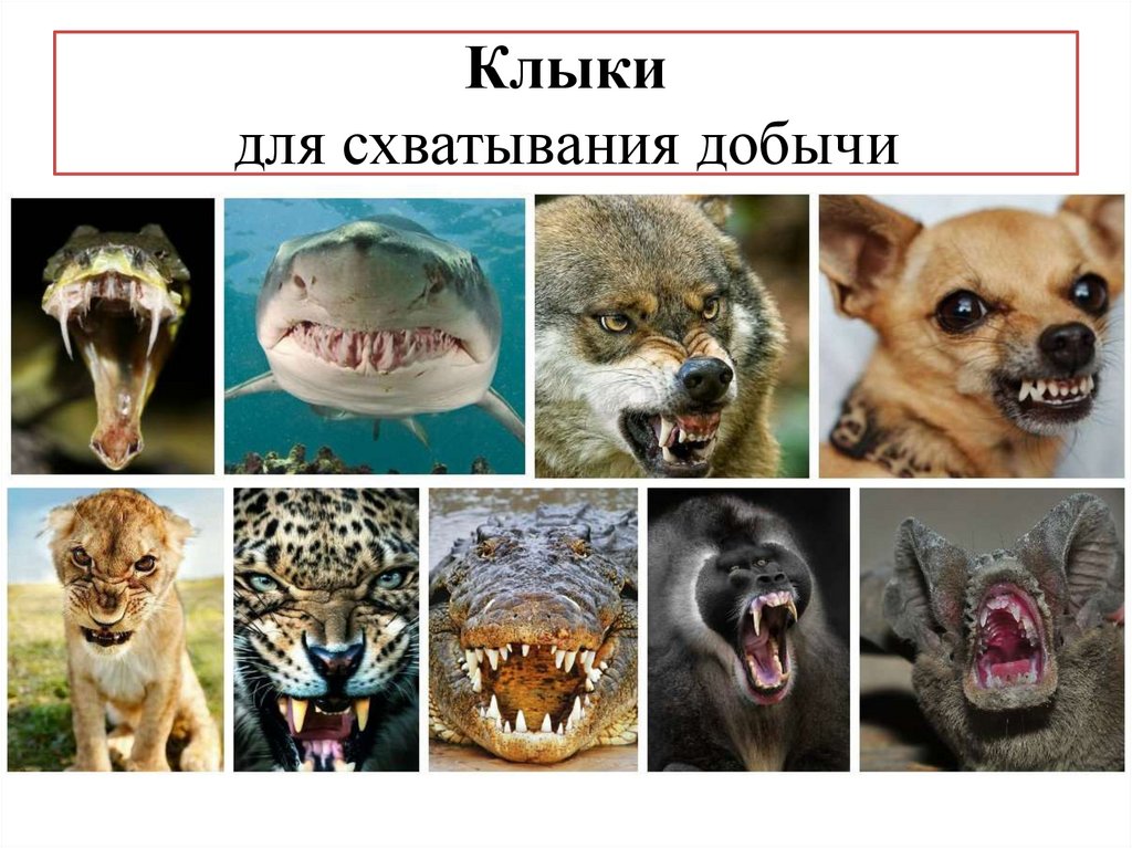 Клыки для схватывания добычи