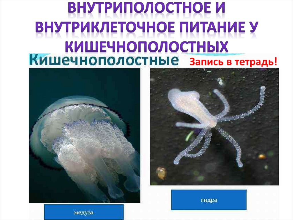 Внутриполостное и внутриклеточное питание у кишечнополостных