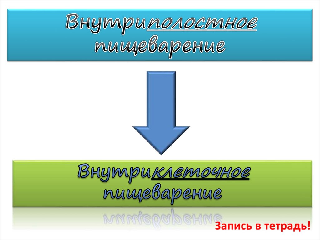 Внутриполостное пищеварение