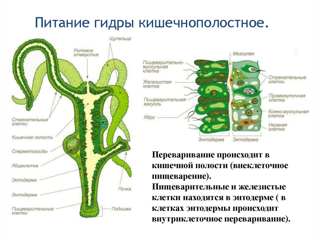 Питание гидры кишечнополостное.