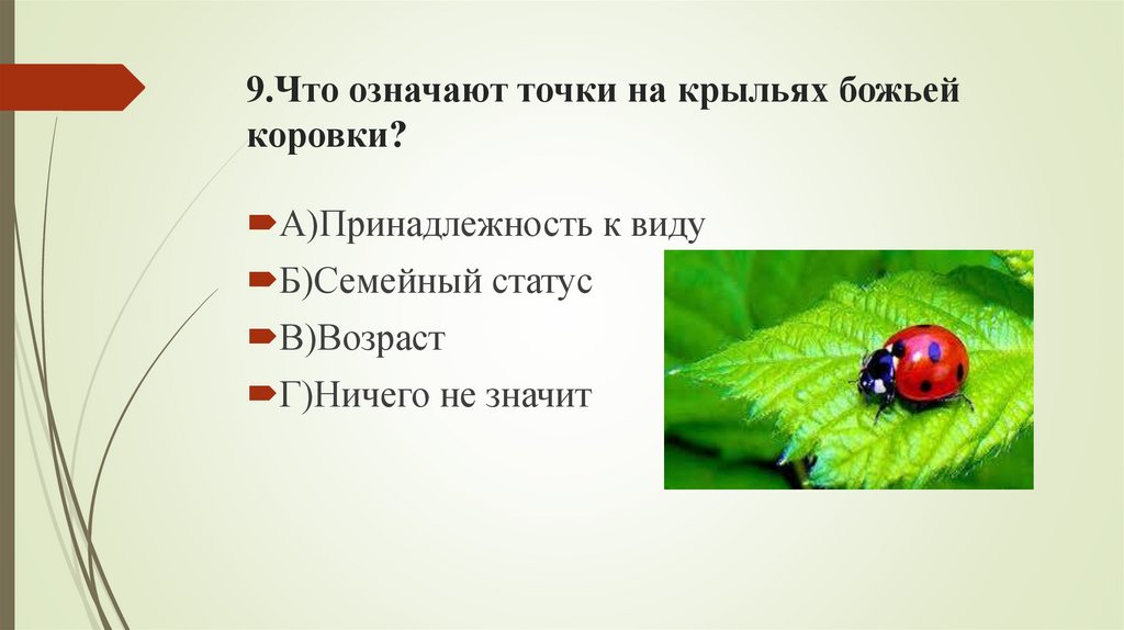 9.Что означают точки на крыльях божьей коровки?