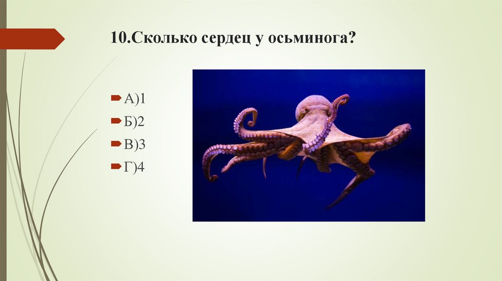 10.Сколько сердец у осьминога?