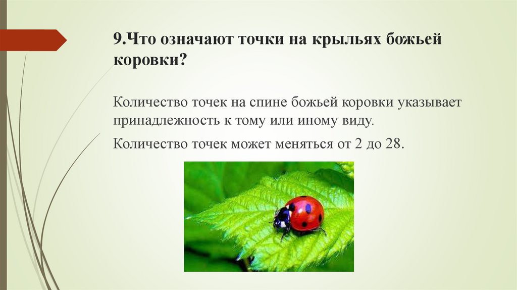 9.Что означают точки на крыльях божьей коровки?