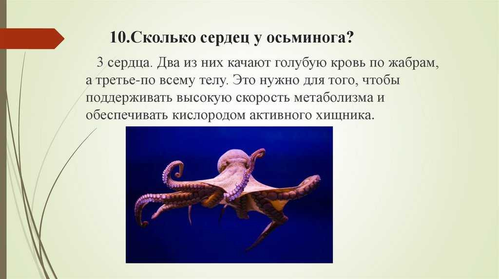 10.Сколько сердец у осьминога?