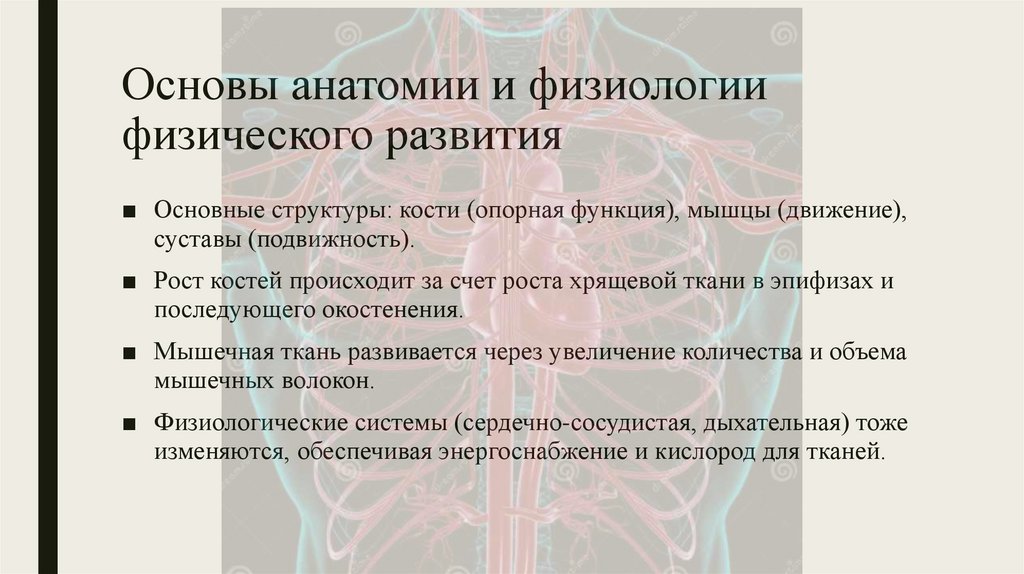 Основы анатомии и физиологии физического развития
