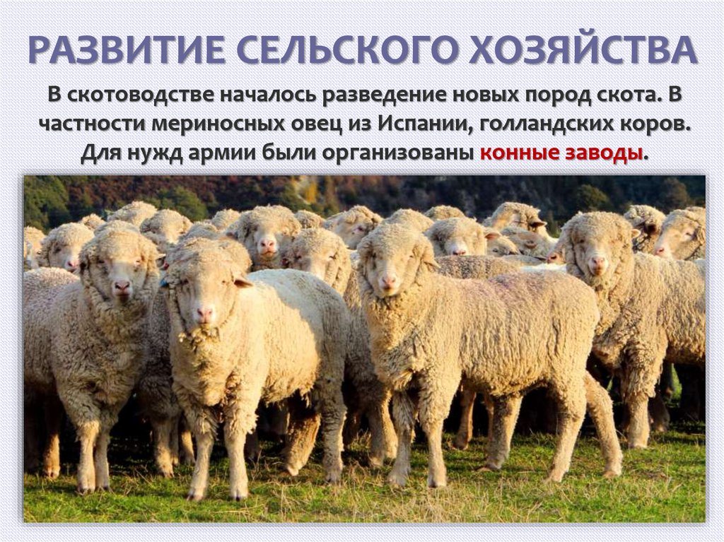 РАЗВИТИЕ СЕЛЬСКОГО ХОЗЯЙСТВА