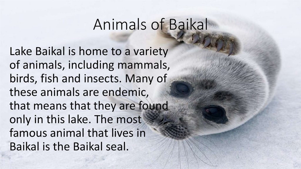 Animals of Baikal