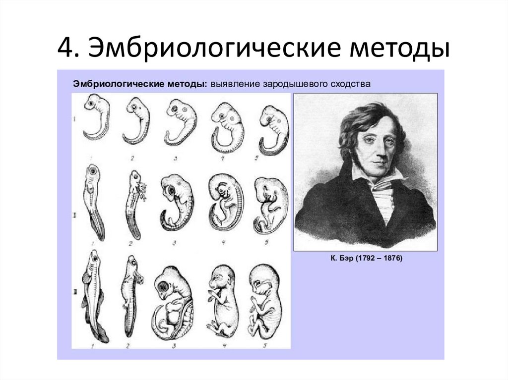4. Эмбриологические методы