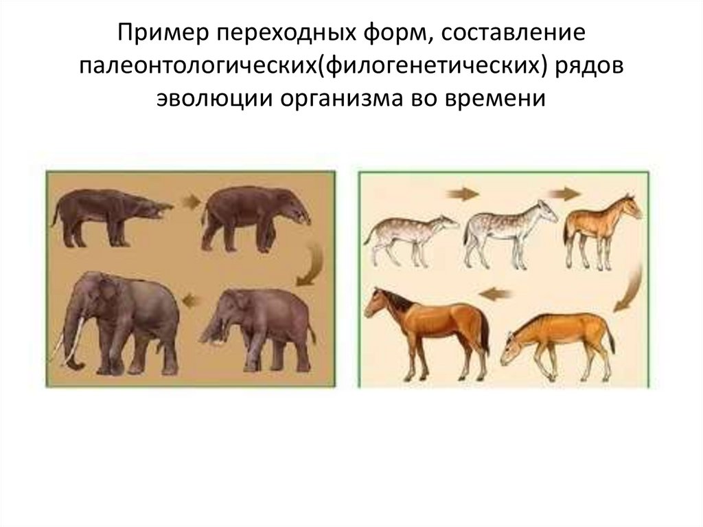 Пример переходных форм, составление палеонтологических(филогенетических) рядов эволюции организма во времени