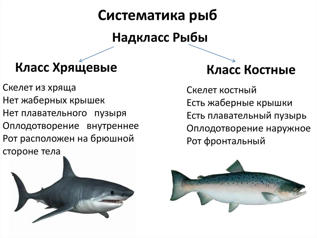 Систематика рыб