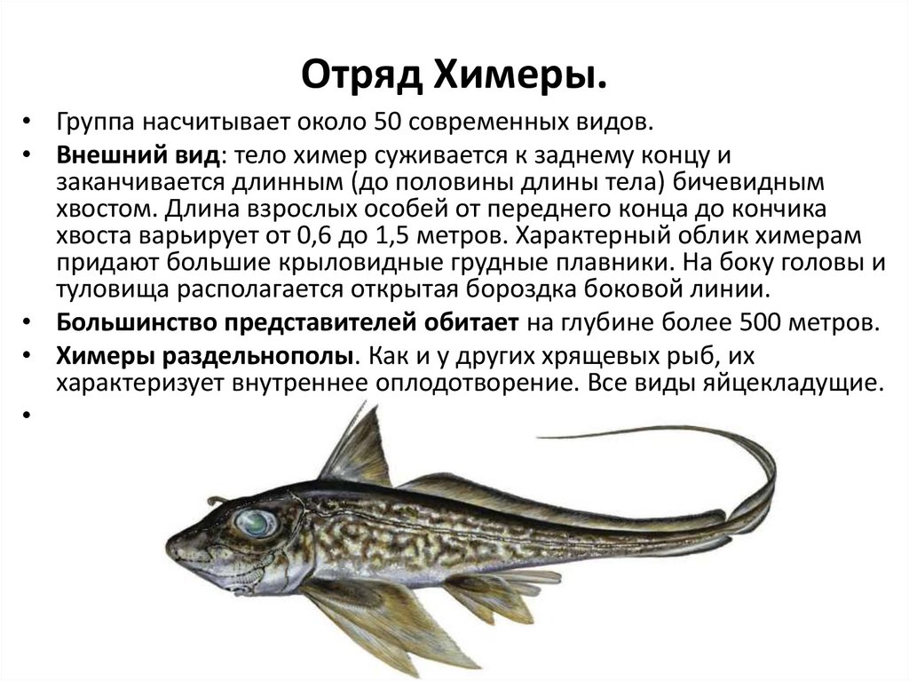 Отряд Химеры.