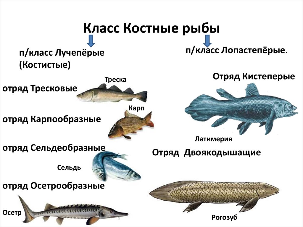 Класс Костные рыбы