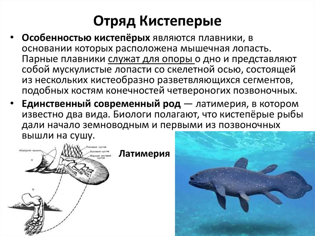 Отряд Кистеперые