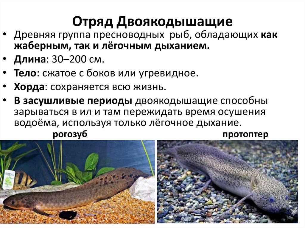 Отряд Двоякодышащие