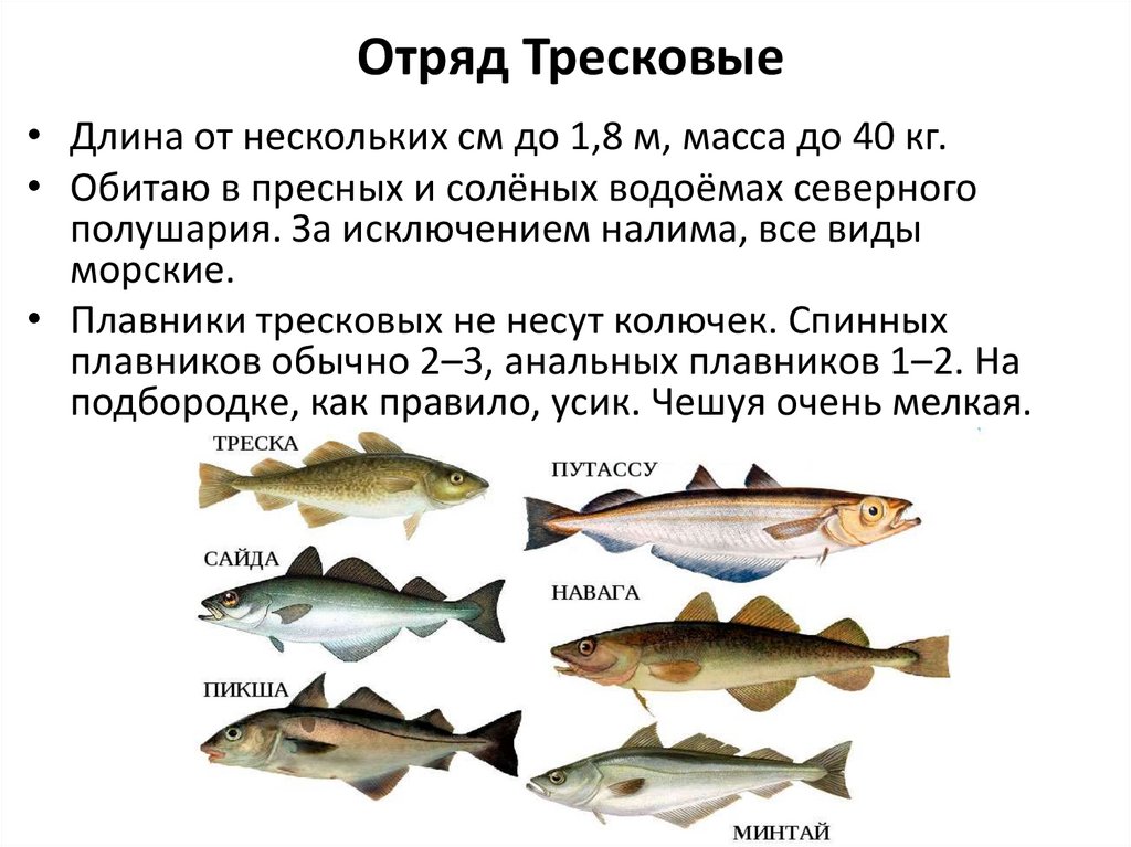 Отряд Тресковые