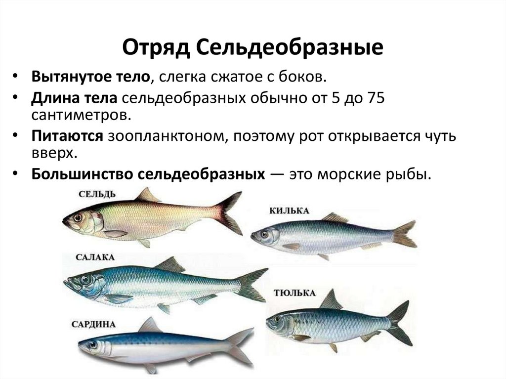 Отряд Сельдеобразные