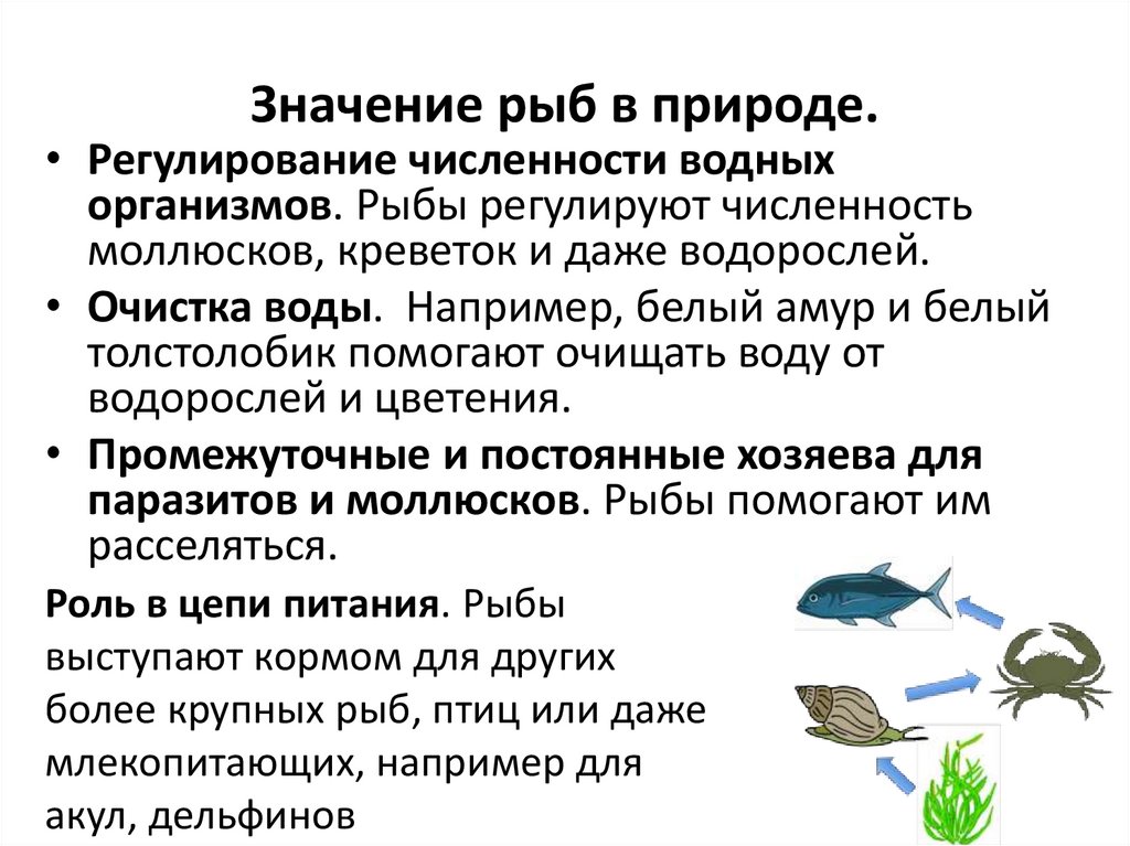Значение рыб в природе.