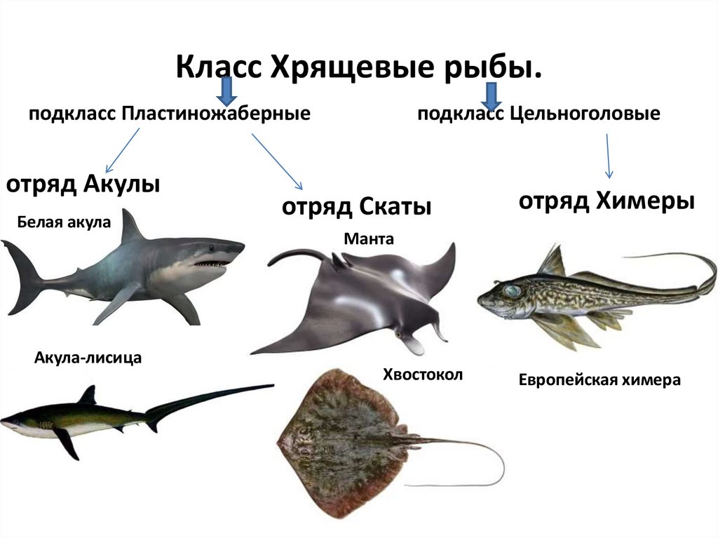Класс Хрящевые рыбы.