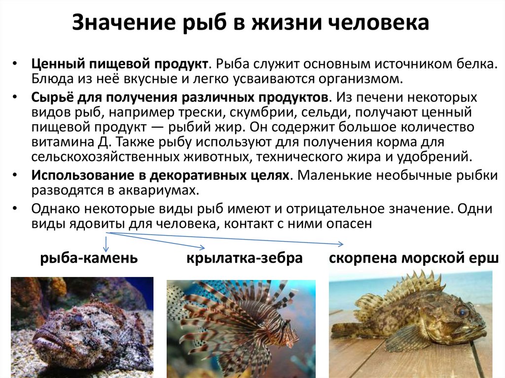 Значение рыб в жизни человека