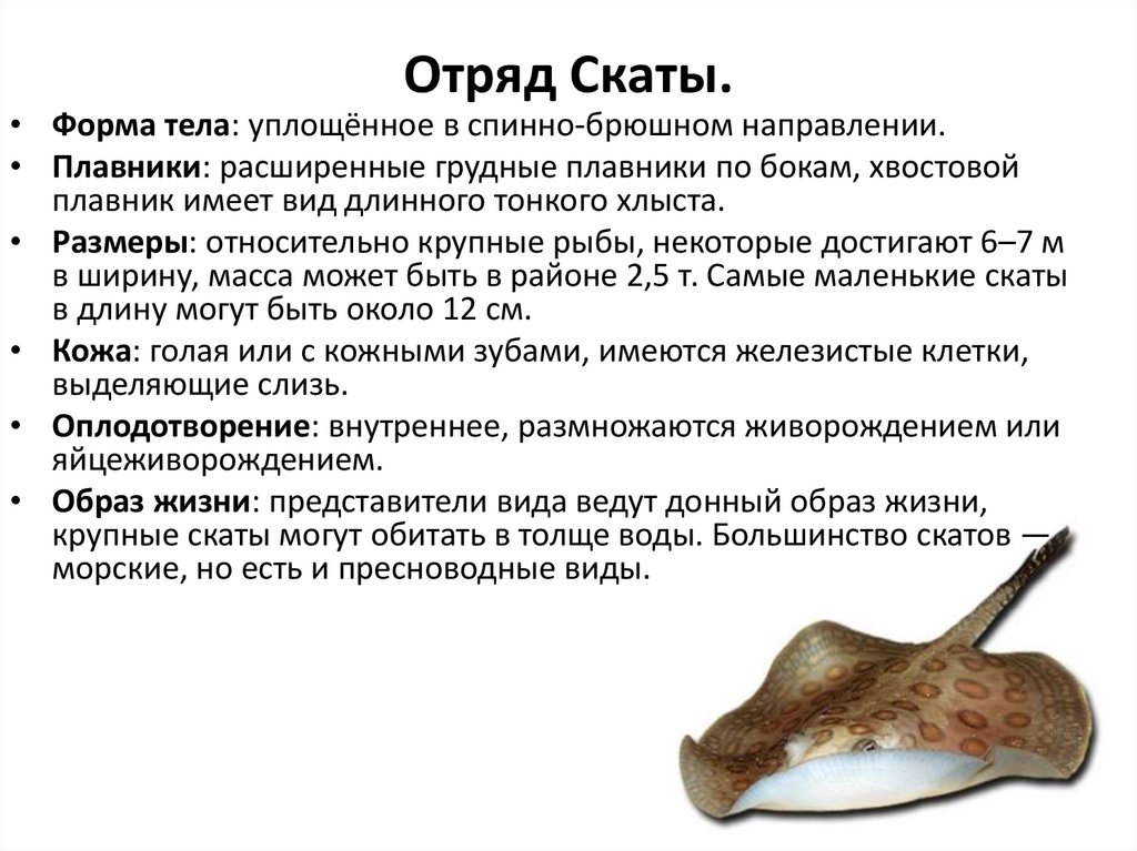 Отряд Скаты.