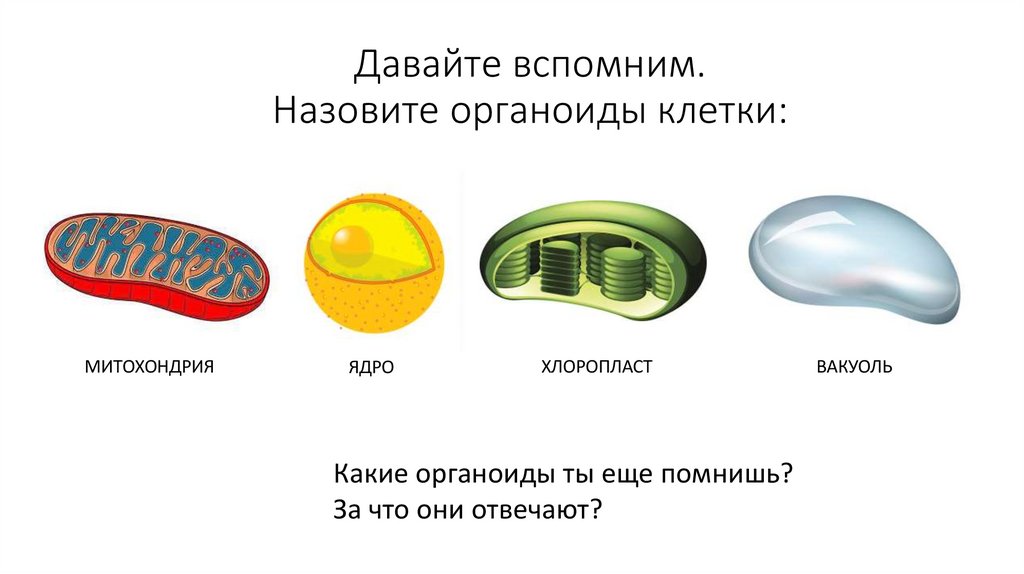 Давайте вспомним. Назовите органоиды клетки: