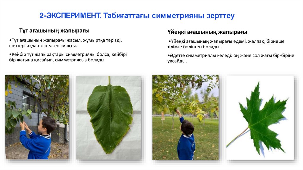 2-ЭКСПЕРИМЕНТ. Табиғаттағы симметрияны зерттеу