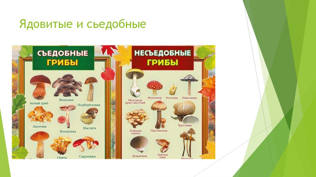 Ядовитые и сьедобные