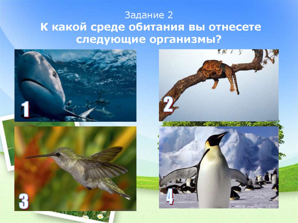 Задание 2 К какой среде обитания вы отнесете следующие организмы?