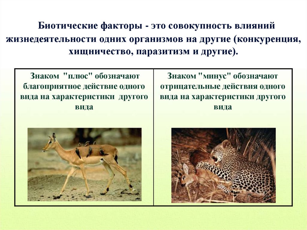 Биотические факторы - это совокупность влияний жизнедеятельности одних организмов на другие (конкуренция, хищничество,