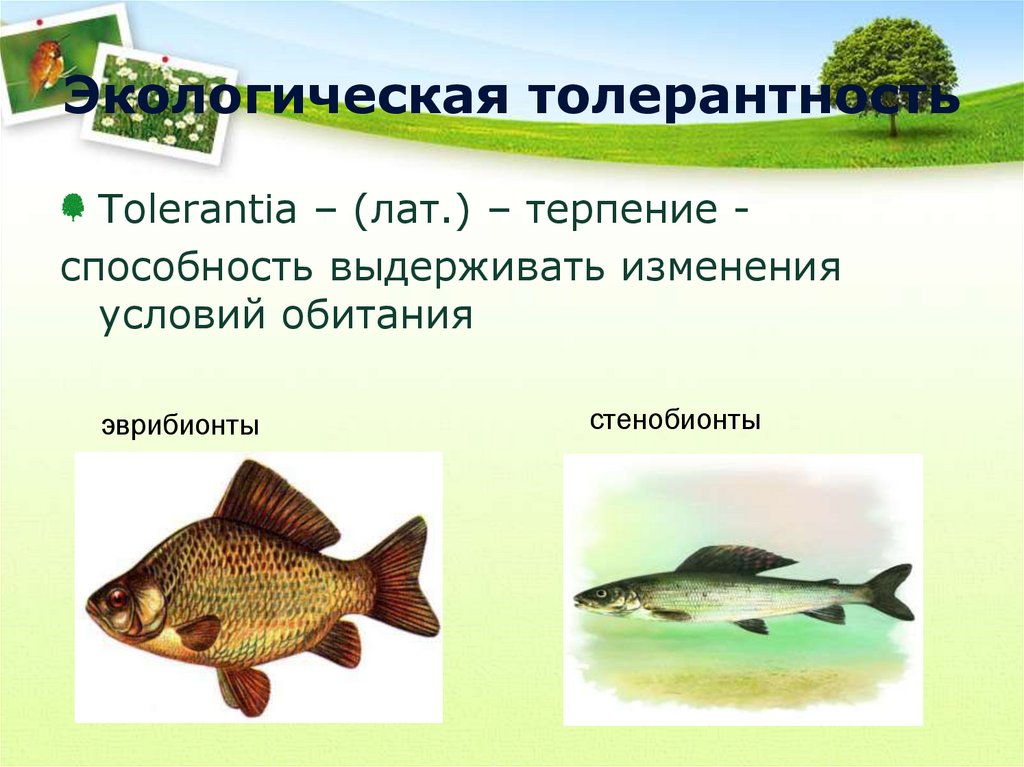 Экологическая толерантность