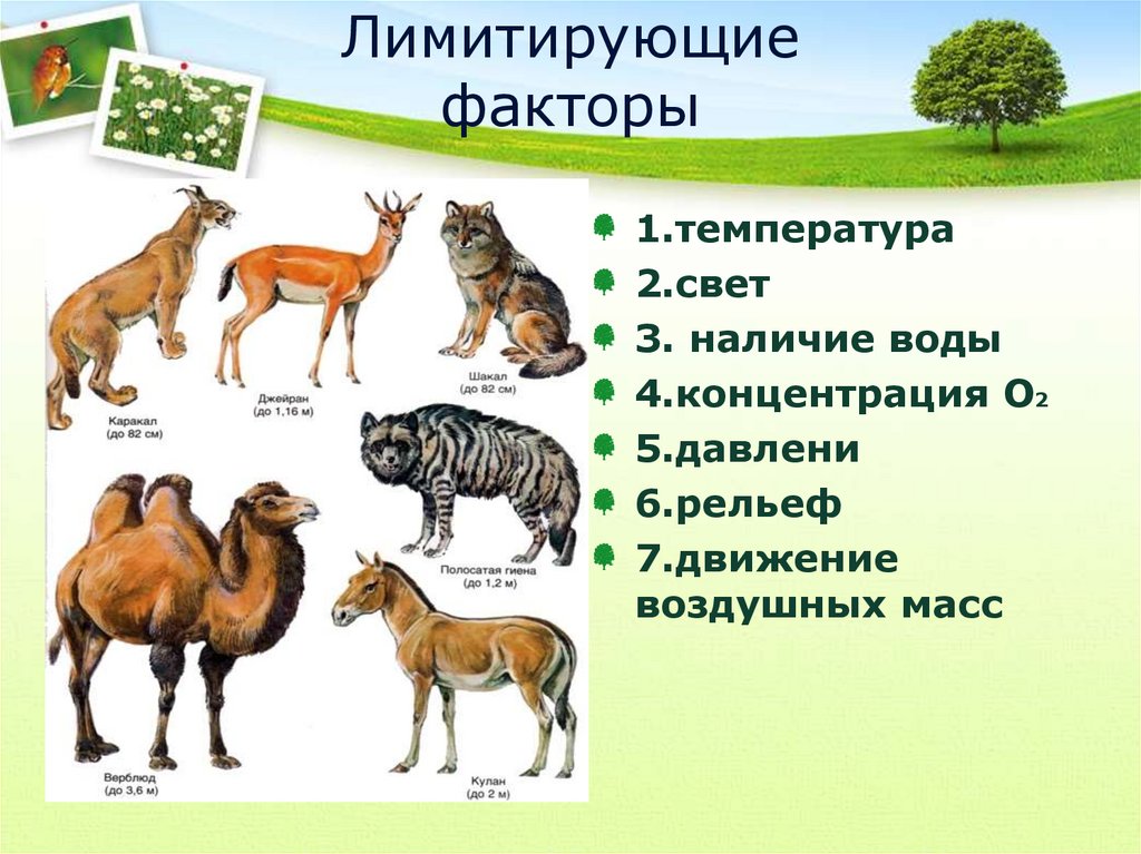 Лимитирующие факторы