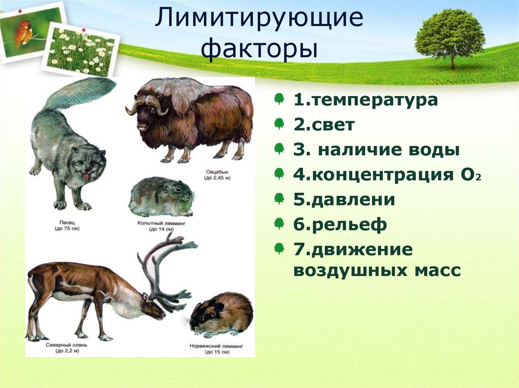 Лимитирующие факторы