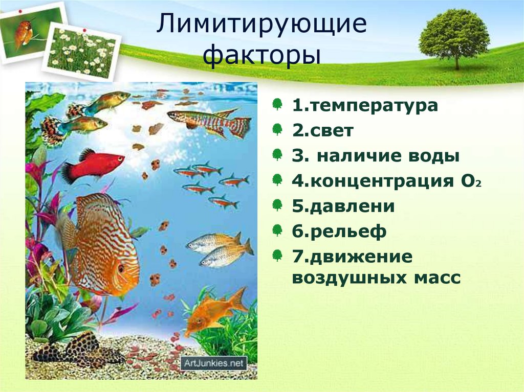 Лимитирующие факторы