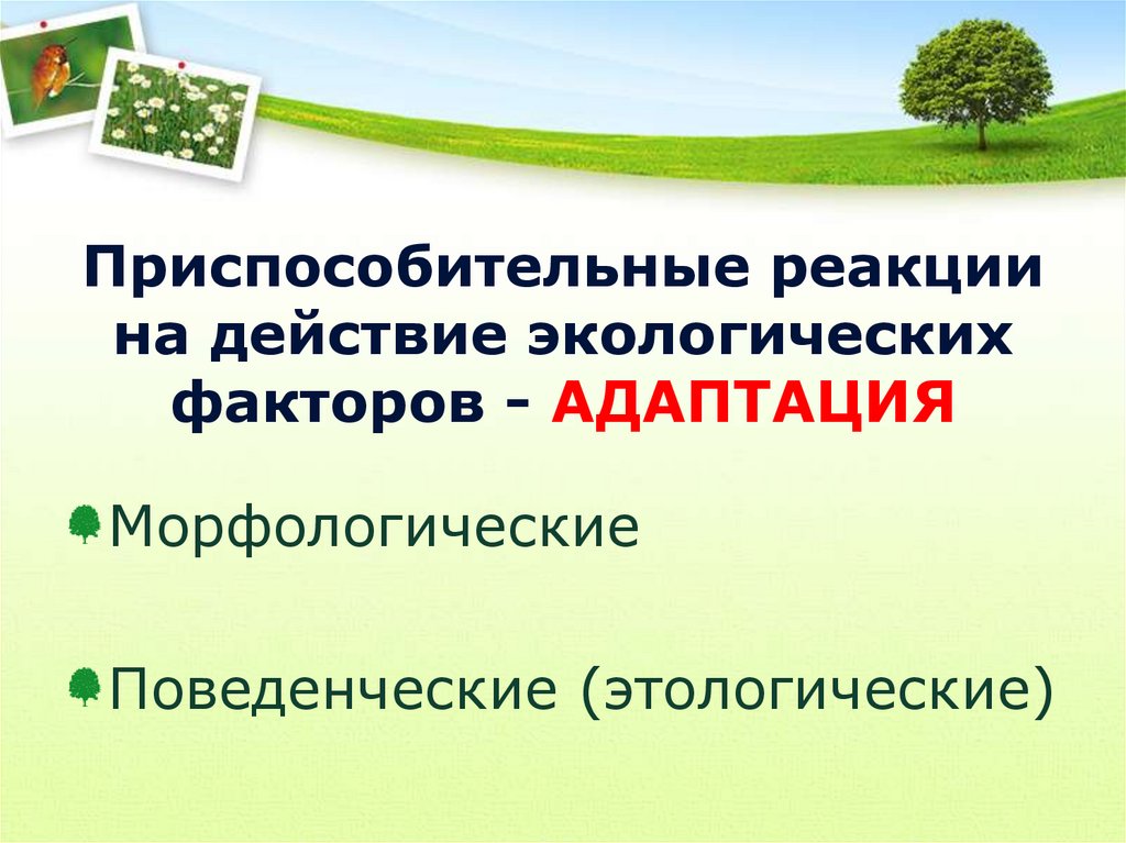 Приспособительные реакции на действие экологических факторов - АДАПТАЦИЯ