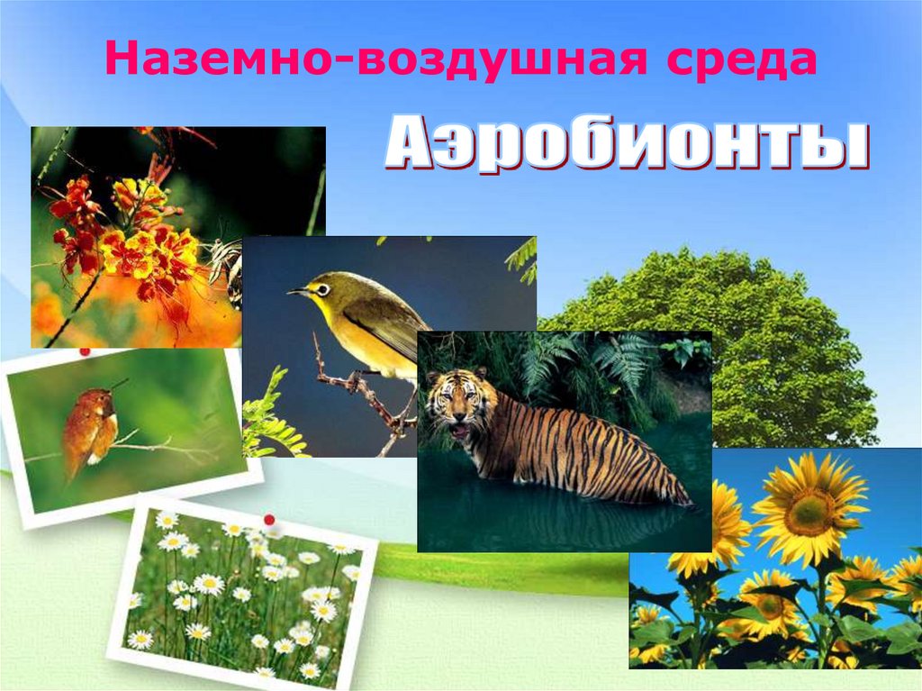 Наземно-воздушная среда