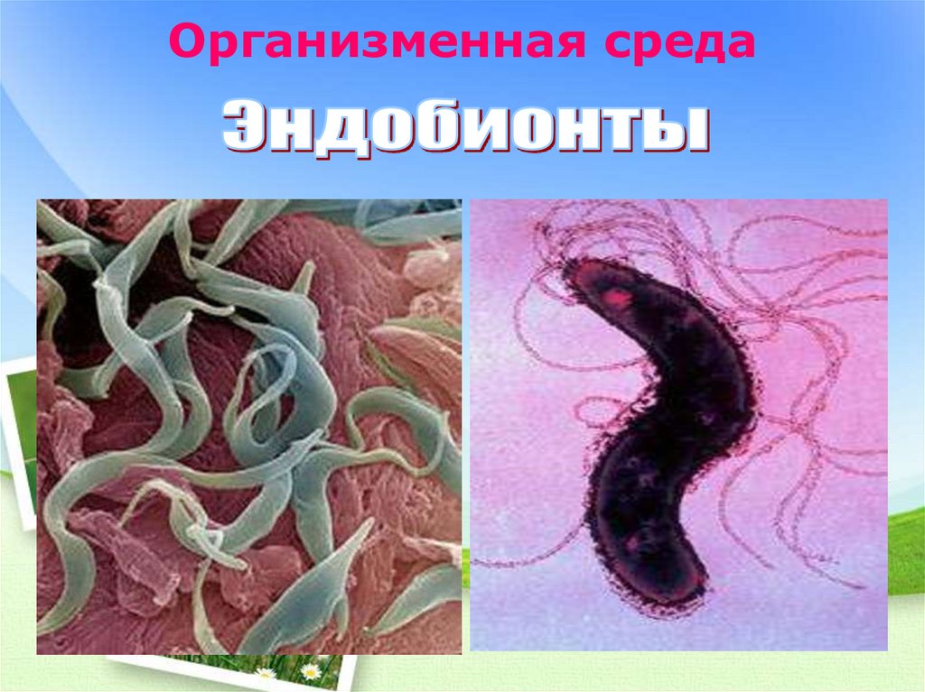 Организменная среда