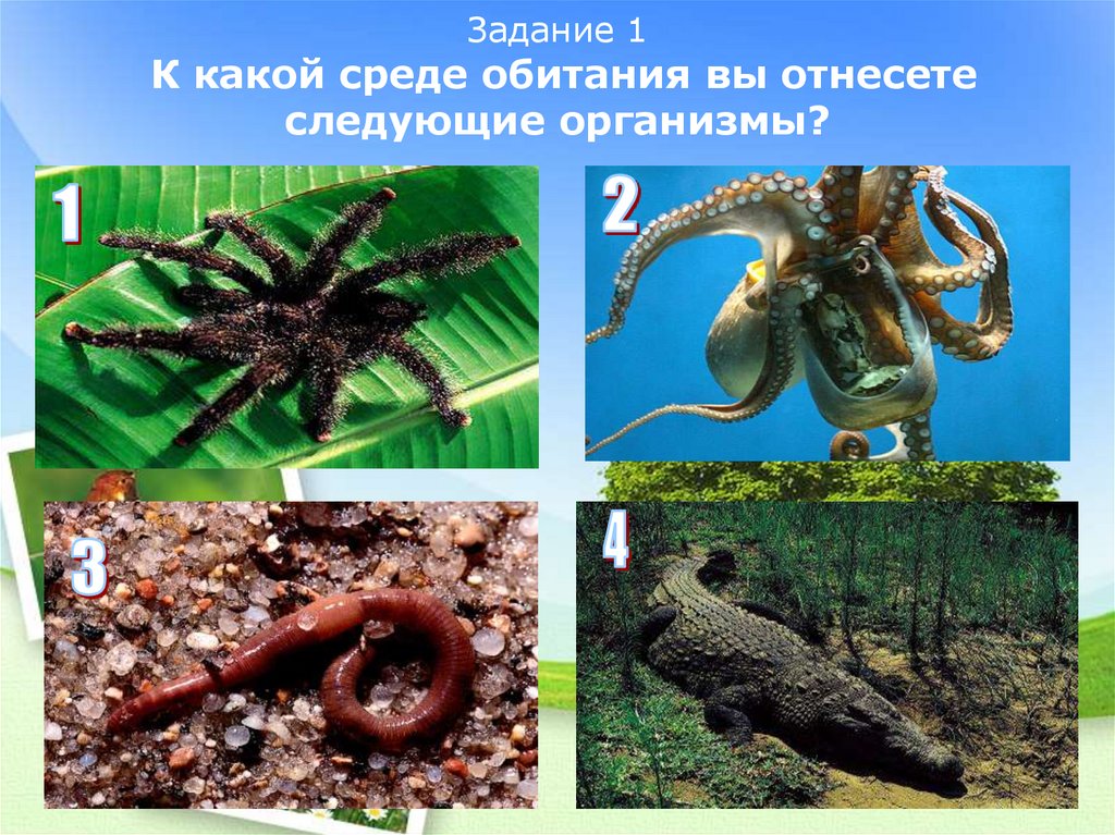 Задание 1 К какой среде обитания вы отнесете следующие организмы?