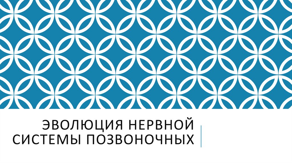Эволюция Нервной системы позвоночных