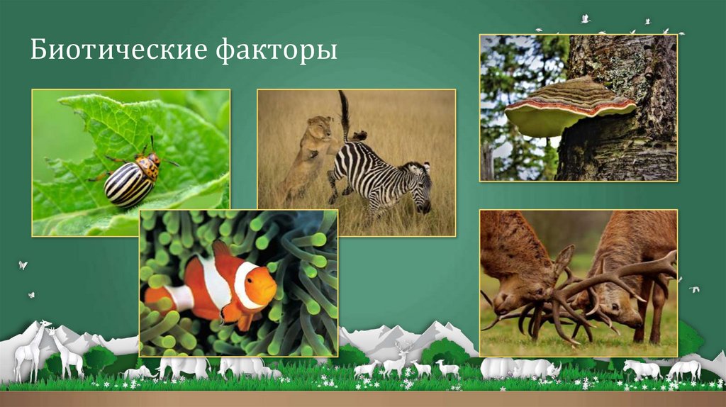 Биотические факторы