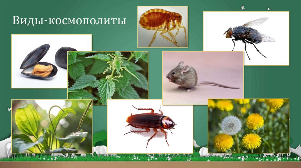 Виды-космополиты