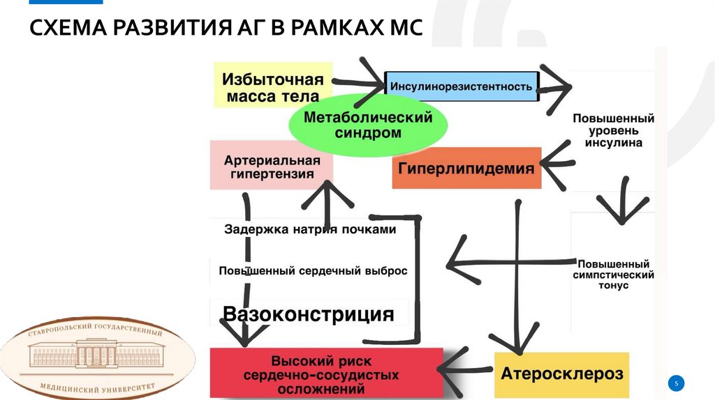 Схема развития аг в рамках Мс
