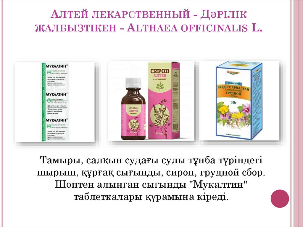 Алтей лекарственный - Дәрілік жалбызтікен - Althaea officinalis L.